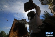 加沙養蜂人 4P