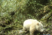 四川臥龍拍攝到首張白色大熊貓照片 1P