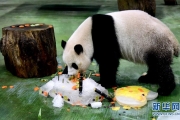 台北：大熊貓“圓仔”迎來6歲生日 4P