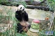 大熊貓過生日 2P
