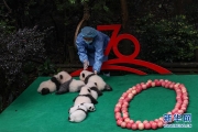 成都：7只新生大熊貓齊亮相  3P