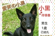 台北，親人聰明的黑狗找家喔~