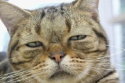 養殖技術大突破？俄羅斯貓科專家培育出「一群人臉貓」：眼神凌厲像極人類無反差！