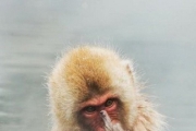 動物界的老菸槍！北韓動物園的「黑猩猩會抽菸」還會自己用打火機...網笑：都抽哪一牌？