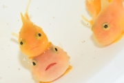 明明是魚卻不會游泳！日本憨臉「氣球魚」萌翻全世界，真實版「波妞」