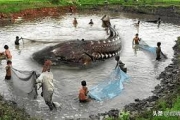 黑龍江漁民捕獲「全球最大淡水魚」，重達2000斤，與恐龍同一時期