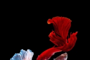 暹羅鬥魚美麗特寫：天生的顏料盤水中的彩墨雲