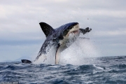 虎鯨入侵南非海域獵食大白鯊：趕盡殺絕喜歡吞食肝臟
