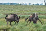 坦桑尼亞草原角馬瘋狂爭斗上演狂野“剪刀踢”