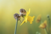 捕捉生活中的小可愛！英國巢鼠在花朵裡“躲貓貓”太萌了