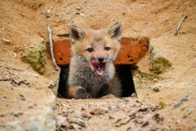 小狐狸從洞穴口探頭警惕好奇萌萌噠
