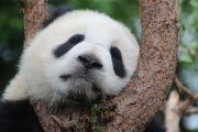 2中國熊貓沒竹吃 加拿大頭痛將遣返