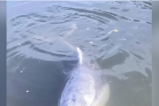 疫情下無遊客餵食 澳洲海豚頻頻向員工送禮物示好換魚食