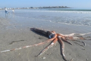 南非海灘驚見4公尺「深海怪客」！專家現場嗨翻：太難得