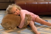 小女孩想養寵物 實現心願竟意外養成９公斤「巨無霸兔兔」