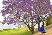 超美澳洲花季-紫色藍花楹