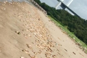 廣東驚爆口蹄疫 沙灘遍布20噸「豬腳和動物內臟」引中國網友恐慌