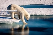 冰層減少難覓食！全球暖化恐使北極熊在2100年滅絕