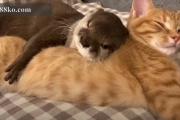 沒抱貓咪就睡不好的水獺！邊睡邊吸貓超可愛~