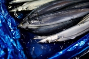 秋刀魚魚荒！ 日本漁船返港首次卸貨量僅為去年1％