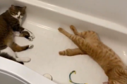 最夯避暑勝地！雙貓霸佔浴缸爽躺：「這裡卡涼啦～」