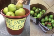 她送「免費蘋果」給鄰居　卻慘收「5千罰款」