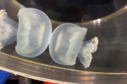 日本水族館水母咚咚咚不停互撞