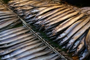 日本秋刀魚漁獲量嚴峻 僅達去年的1%