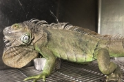 9月1日起飼養綠鬣蜥要登記　違者抓到罰5萬