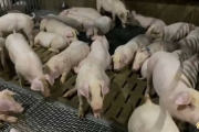 謠言終結站》台灣豬也能用瘦肉精？農委會：未開放！