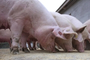 典型豬瘟疫情難撲滅 日本正式列入疫區