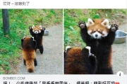 小熊貓突然「舉手手嚇同伴」