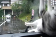 調皮主人用雨刷逗貓咪　讓牠滿臉問號「怎麼打不到？」