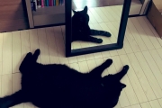 如往常拍下主子躺地慵懶照　回頭看鏡子嚇呆：裡面的貓醒了！