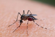 炎炎夏日不只防疫，更別忘了擦防蚊液！來聽超人氣醫師的建議