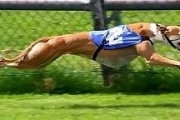 世界上奔跑速度最快的5種狗