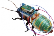 尖叫聲～日本科學家創造出「遙控半機械蟑螂」