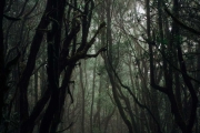 完美的恐怖片場景！網友分享「可怕森林傳說」