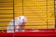 科學家將人腦細胞植入老鼠大腦，竟然變聰明了！