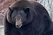 「偷搶慣犯」黑熊被判安樂死，靠DNA技術復活？