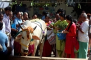 印度想把2月14日改成「抱牛節」，不准搞對象，都去抱奶牛？