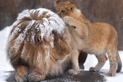 小獅子好心提醒「爸爸頭上有東西」下秒波及愣原地