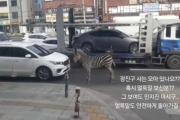 「斑馬斑馬你不要再跑啦」南韓斑馬逃脫民眾狂拍「站立車群照」荒謬瘋傳　