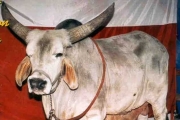寵物牛去世⋯主人找科學家做出「克隆牛牛」