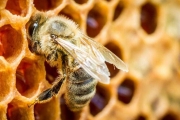 昆蟲冷知識：蜜蜂會踢球，蚊子是美國建國之母？