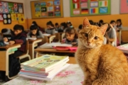 流浪橘貓闖進課堂，每天陪學陪玩，還跟著出國深造！