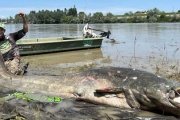 義大利波河驚見「3公尺巨鯰」！恐打破世界紀錄