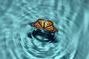 「你經歷過蝴蝶效應嗎？」一個不經意的決定生活竟巨大改變