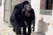 黑猩猩被關29年初次見到天空，表情看哭無數網友！