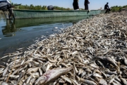 成千上萬魚屍橫躺伊拉克東南部河岸！疑乾旱所致